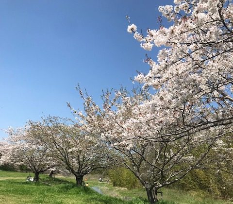 心燃ゆる春・・